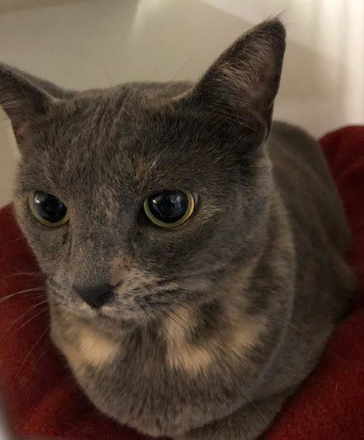 Chloe
